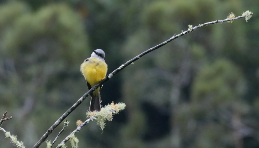 Gray-capped Flycatcher